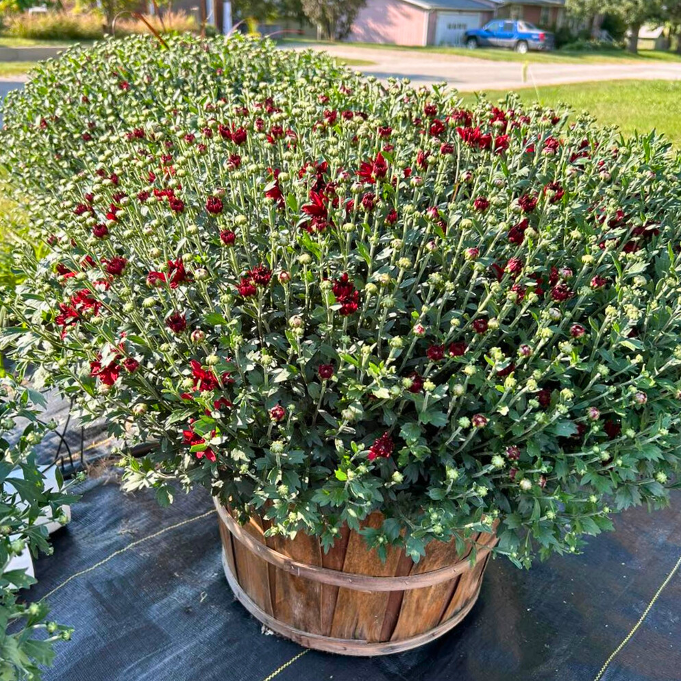 Fall Mums in wooden basket