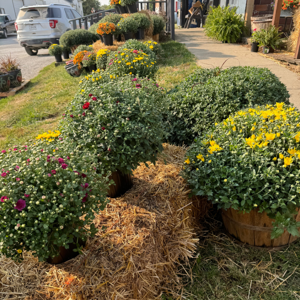 A bunch of mums on a straw bale