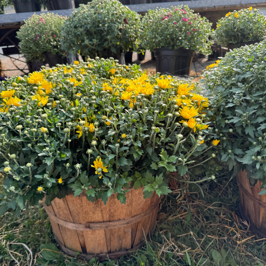 Yellow Mums