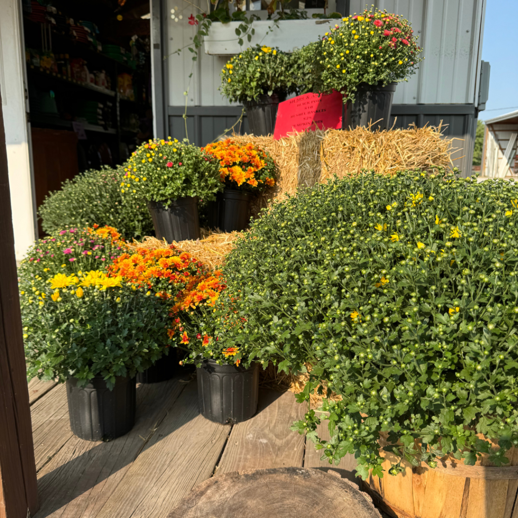 A bunch of mums on a straw bale