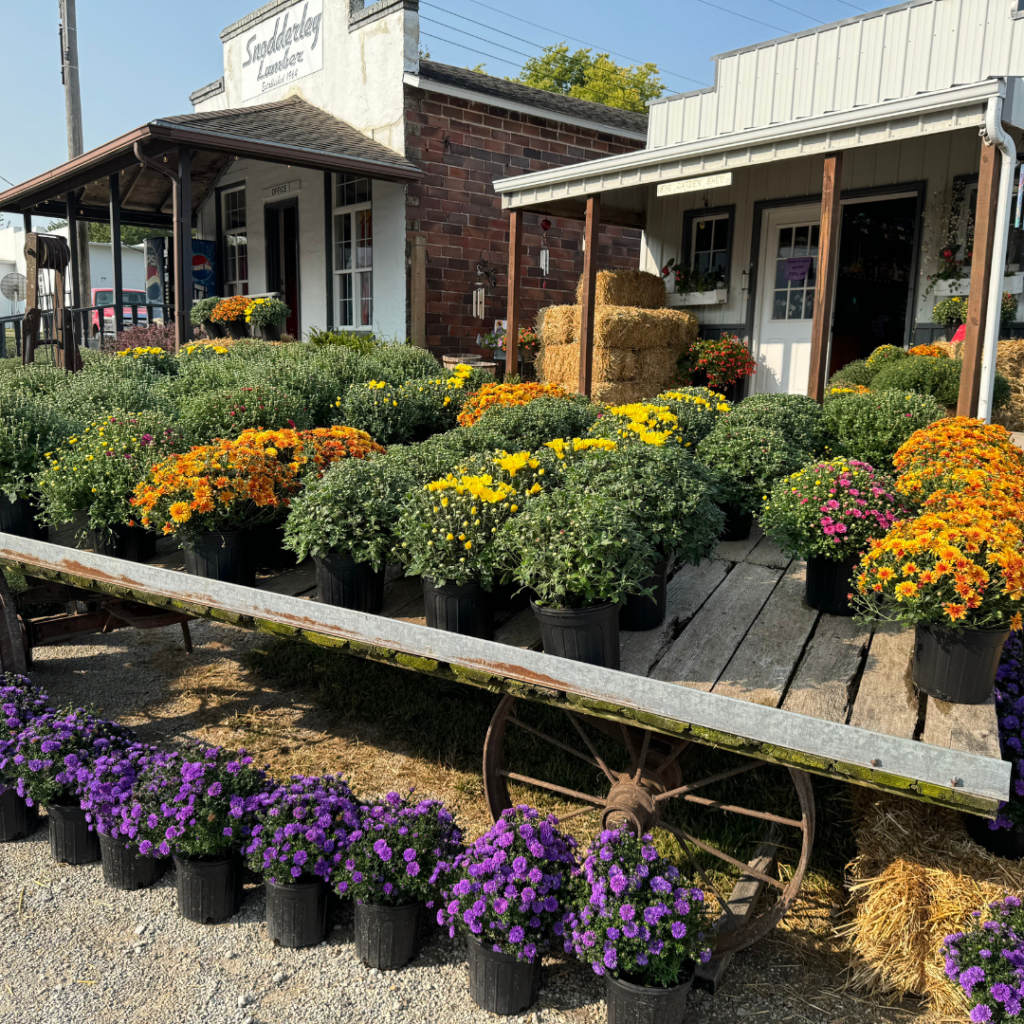 A bunch of mums