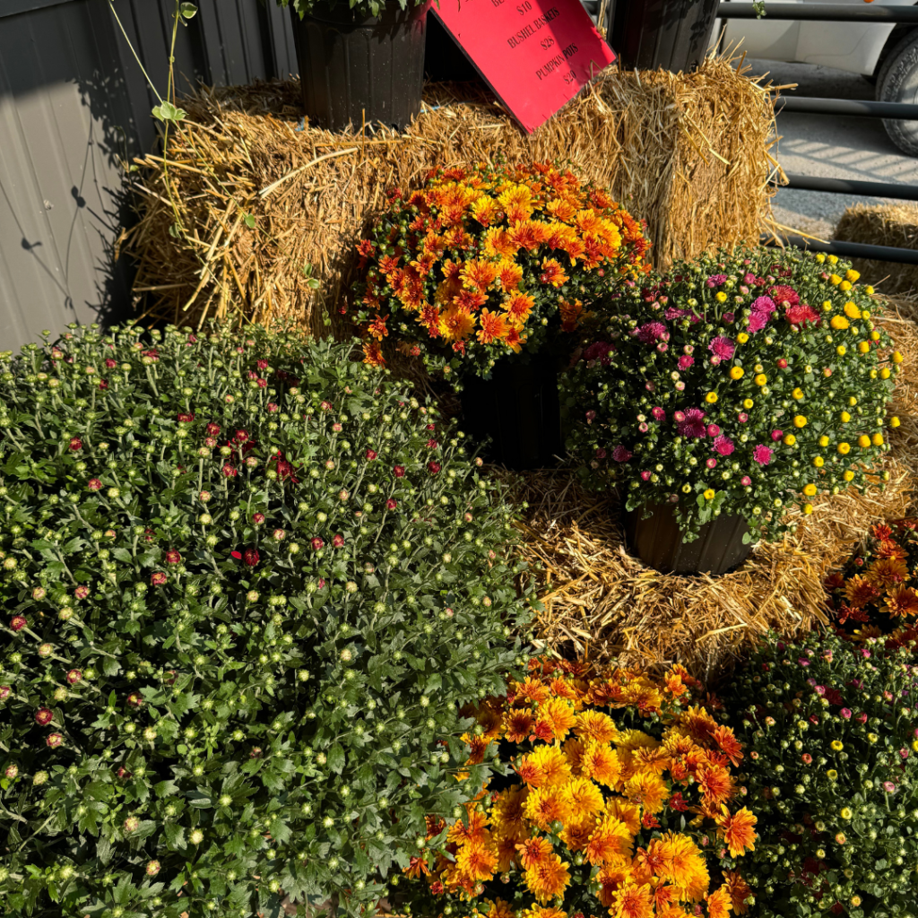 A bunch of mums on a straw bale