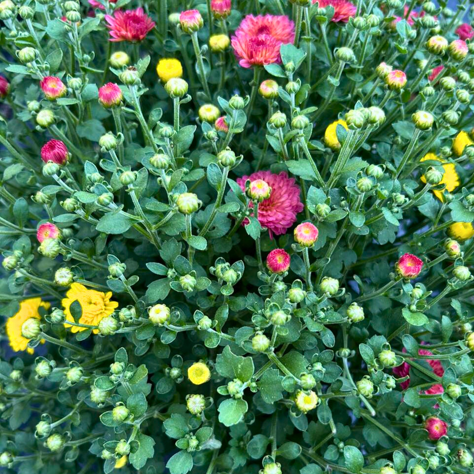 Mums blooming