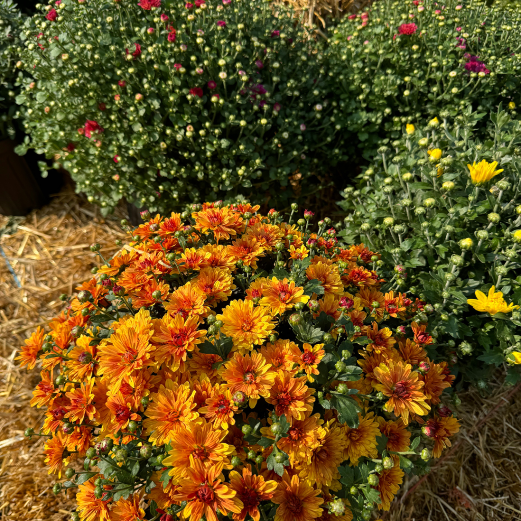 A bunch of mums on a straw bale