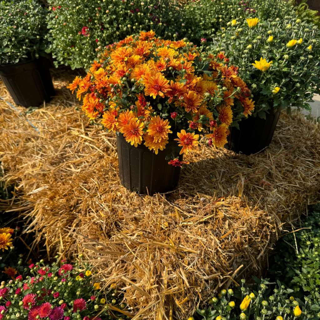 A bunch of mums on a straw bale