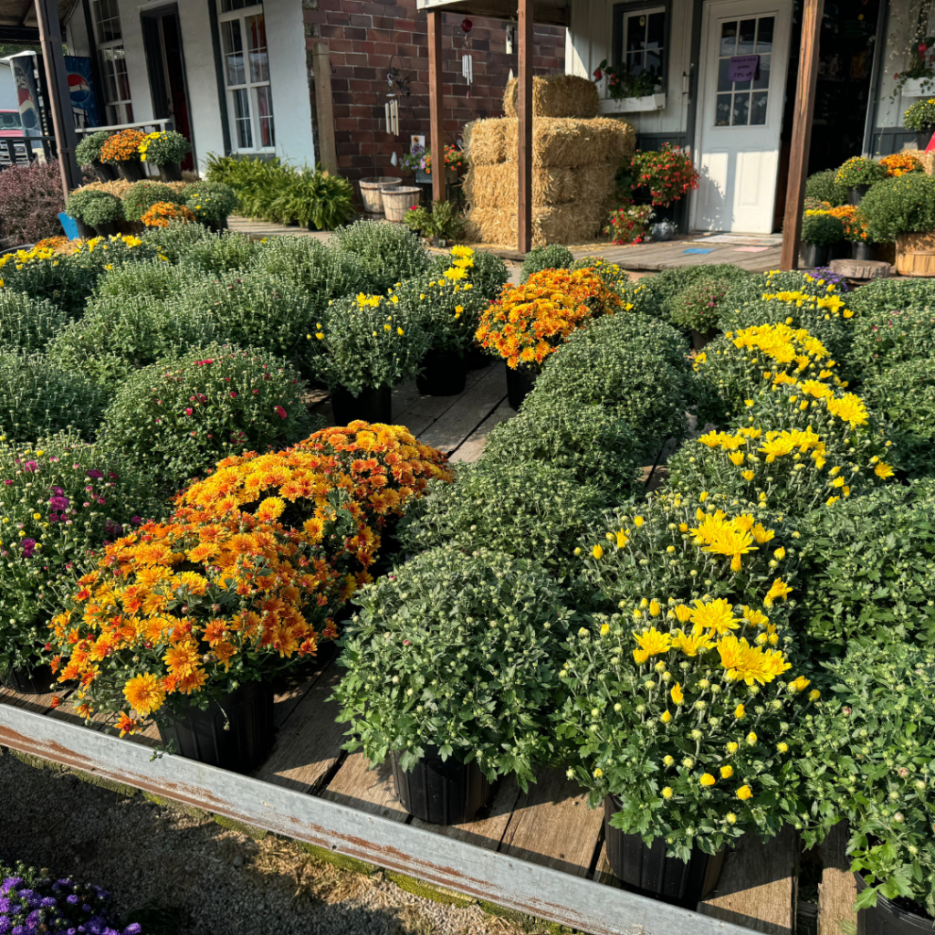A bunch of mums