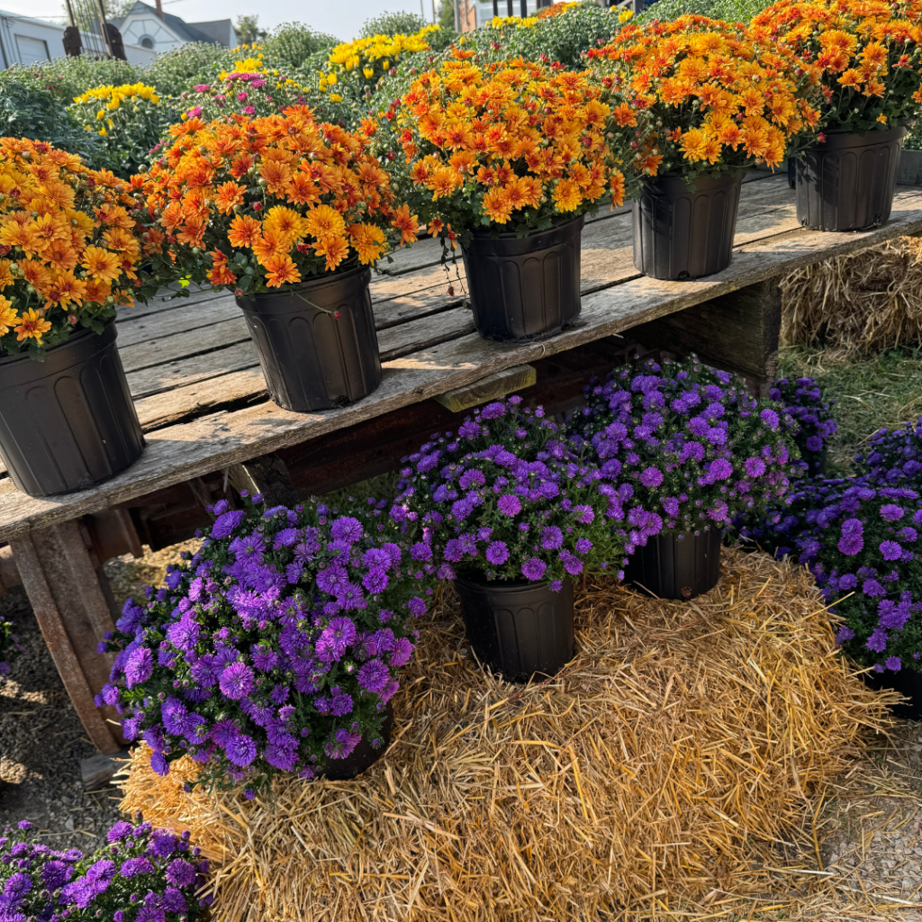 A bunch of mums on a straw bale
